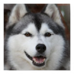 Husky Dog Print