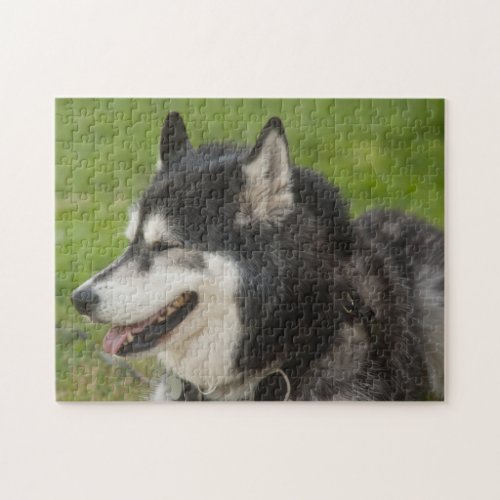 Husky Dog puzzle