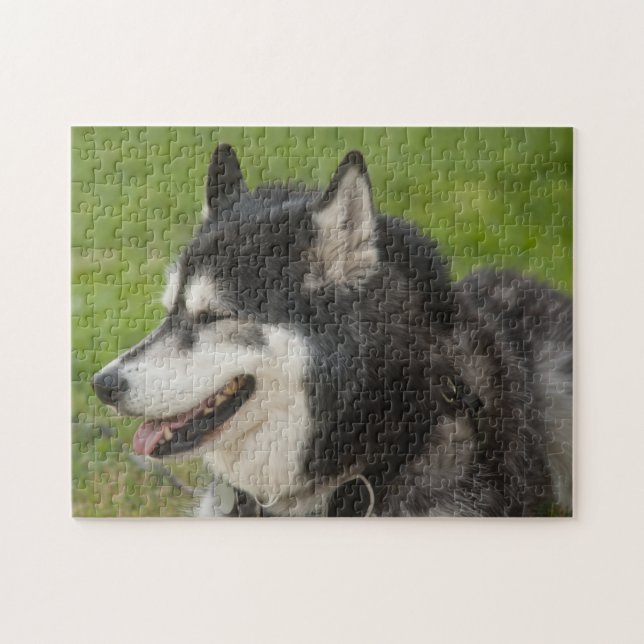 Husky Dog puzzle (Horizontal)