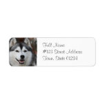 Husky Dog Return Address Label