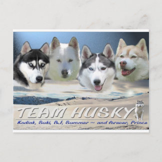husky dog sleding postcard