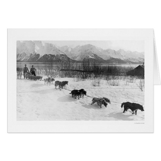 Husky Dog Team Alaska 1918 Cards (Front Horizontal)