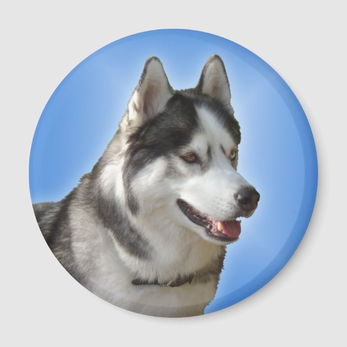 Husky Fridge Magnet Alaskan Sled Dog Magnet / Gift | Zazzle.com