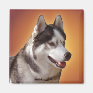 Husky Fridge Magnet Alaskan Sled Dog Magnet / Gift