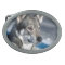 Husky in Snow Buckle
