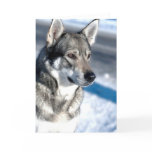 Husky in Snow Greeting Card