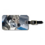 Husky in Snow Luggage Tag