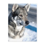 Husky in Snow Postcard
