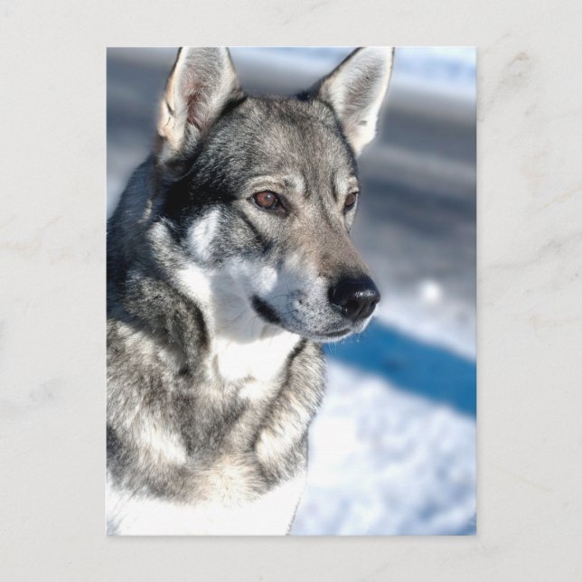 Husky in Snow Postcard (Front)