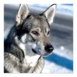 Husky in Snow Poster