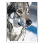 Husky in Snow Temporary Tattoos