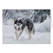 Husky in the snow (Front Horizontal)