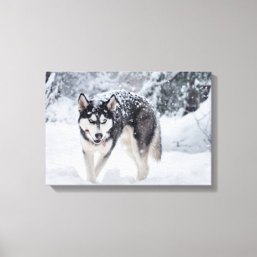 Husky in the snow canvas print