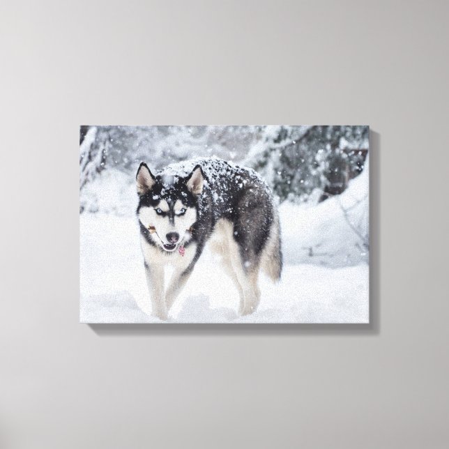 Husky in the snow canvas print (Front)