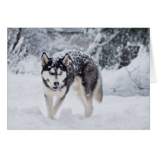 Husky in the snow cards