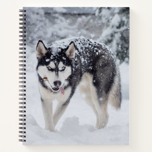 Husky in the snow notebook