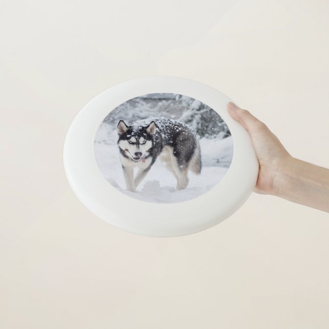 Husky in the snow Wham-O frisbee (In Hand)