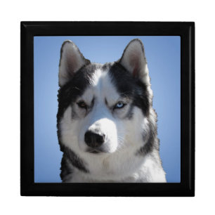 Husky Jewelry Box Husky Sled Dog Eyes Gift Box