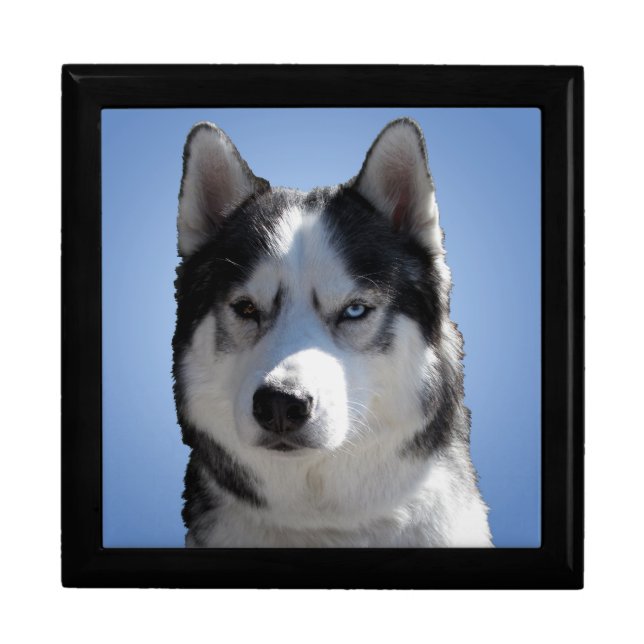 Husky Jewelry Box Siberian Husky Sled Dog Boxes (Front)