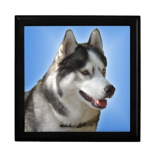 Husky Jewelry Box Siberian Husky Sled Dog Boxes