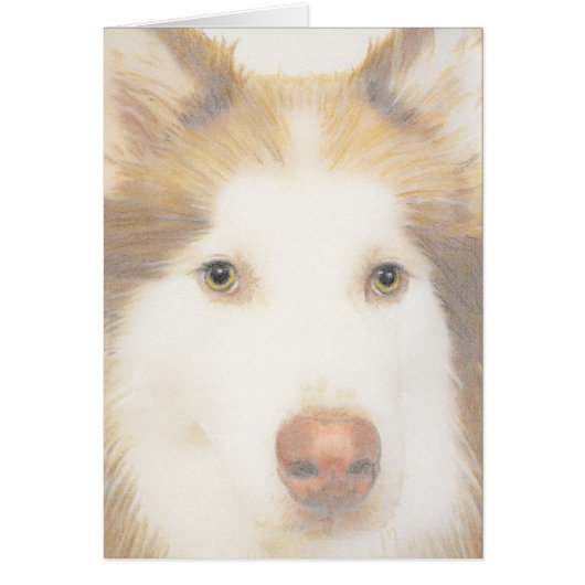 Husky Malamute card, sled dog Cards (Front)