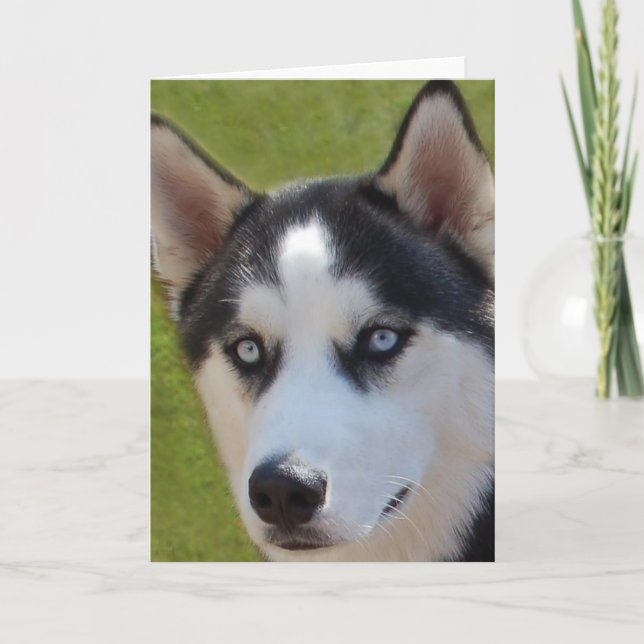 Husky photo Greeting Card (Front)
