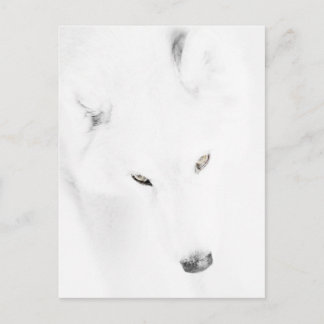 Husky Postcard