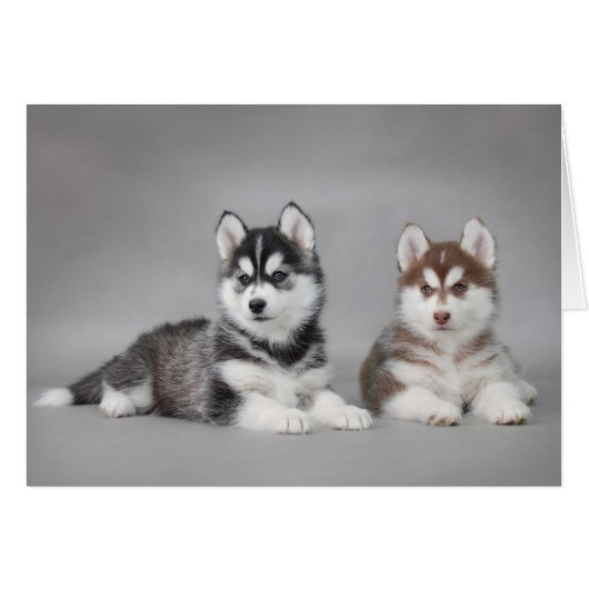 Husky puppies cards (Front Horizontal)