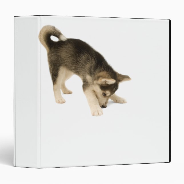 Husky Puppy 2 3 Ring Binder (Front/Spine)