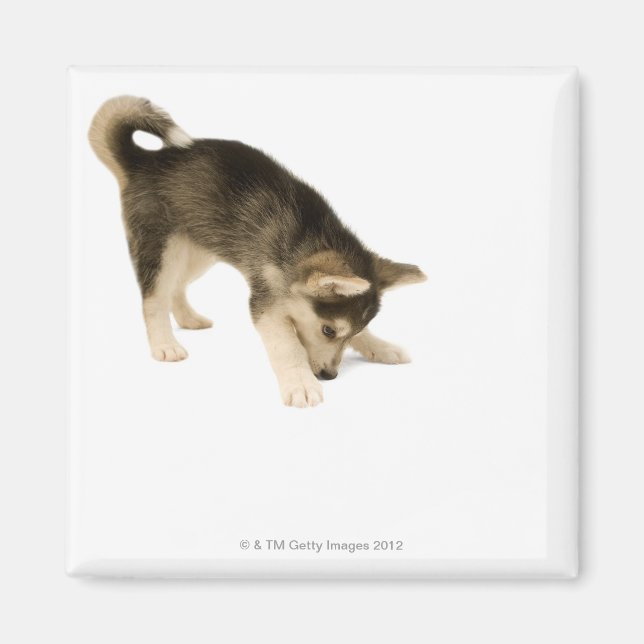 Husky Puppy 2 Magnet (Front)