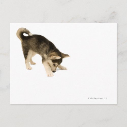 Husky Puppy 2 Postcard