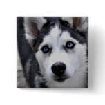 Husky Puppy Button