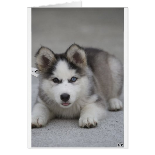 Husky Puppy Cards (Front)
