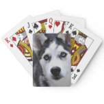 Husky Puppy Deck of Cards