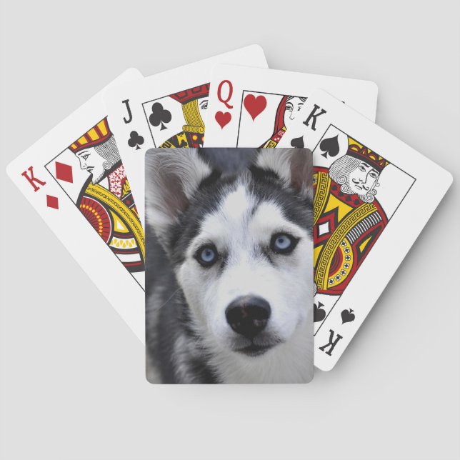 Husky Puppy Deck of Cards (Back)