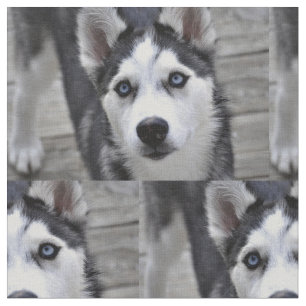 Husky Puppy Fabric