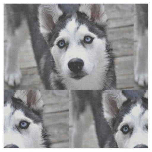 Husky Puppy Fabric