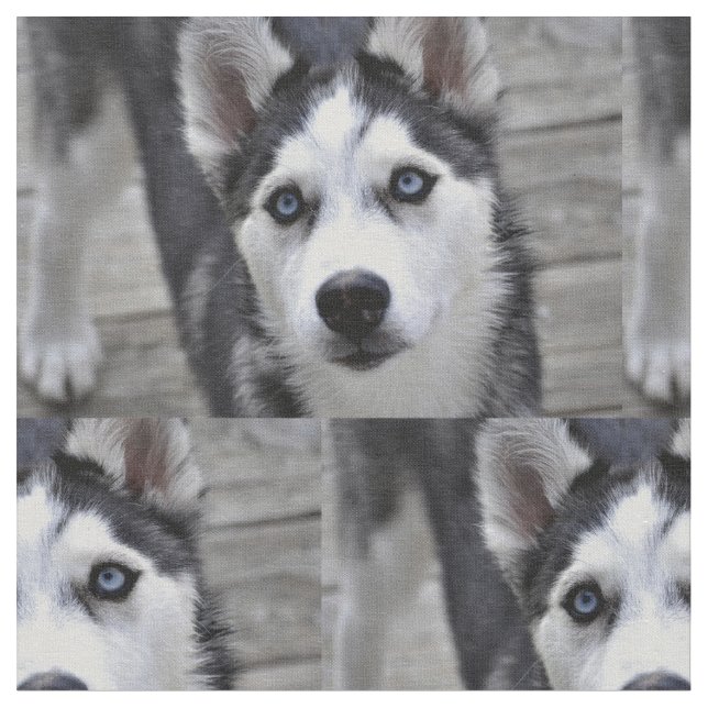 Husky Puppy Fabric (Close Up)