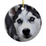 Husky Puppy Ornament