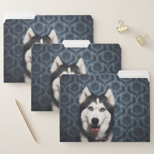 Husky Puppy Posing with a Dark Bakground File Folder