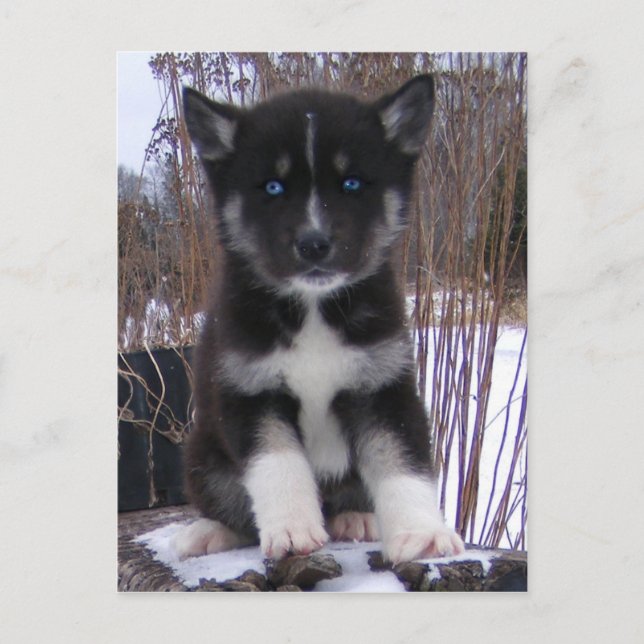 Husky Puppy Postcards (Front)