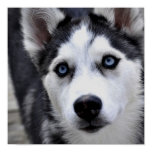 Husky Puppy Poster