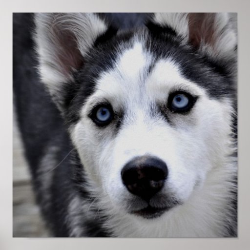 Husky Puppy Poster | Zazzle