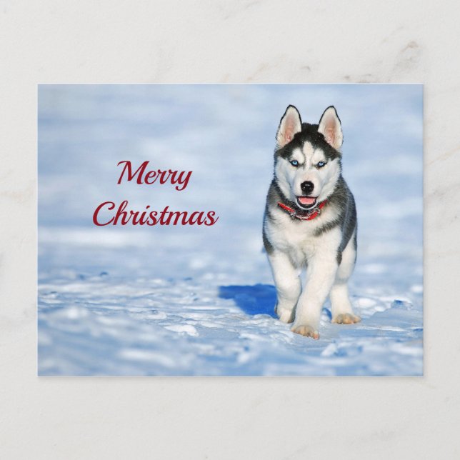 Husky Puppy Snow Photo Christmas Postcard (Front)