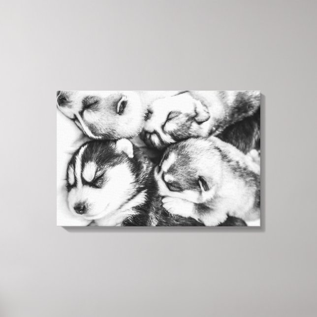 Husky pups in slumber canvas print (Front)