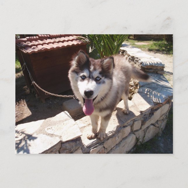 Husky Sam Postcard (Front)