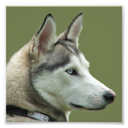 Husky Siberian dog beautiful photo
