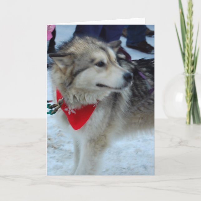 Husky Sled Dog Holiday Card (Front)