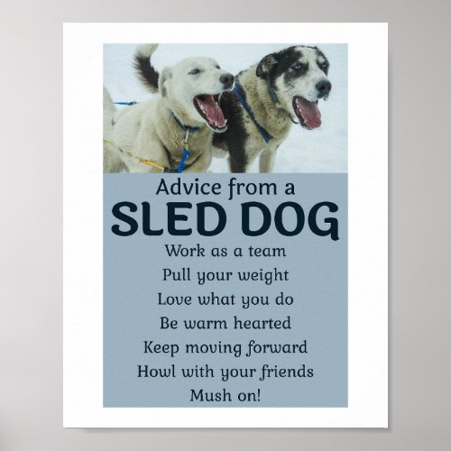 Husky Sledding Sled Dog Racing Alaskan Racers Poster