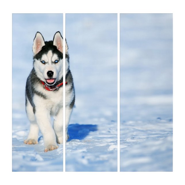Husky Triptych (Front)